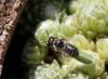 Megachile sp.